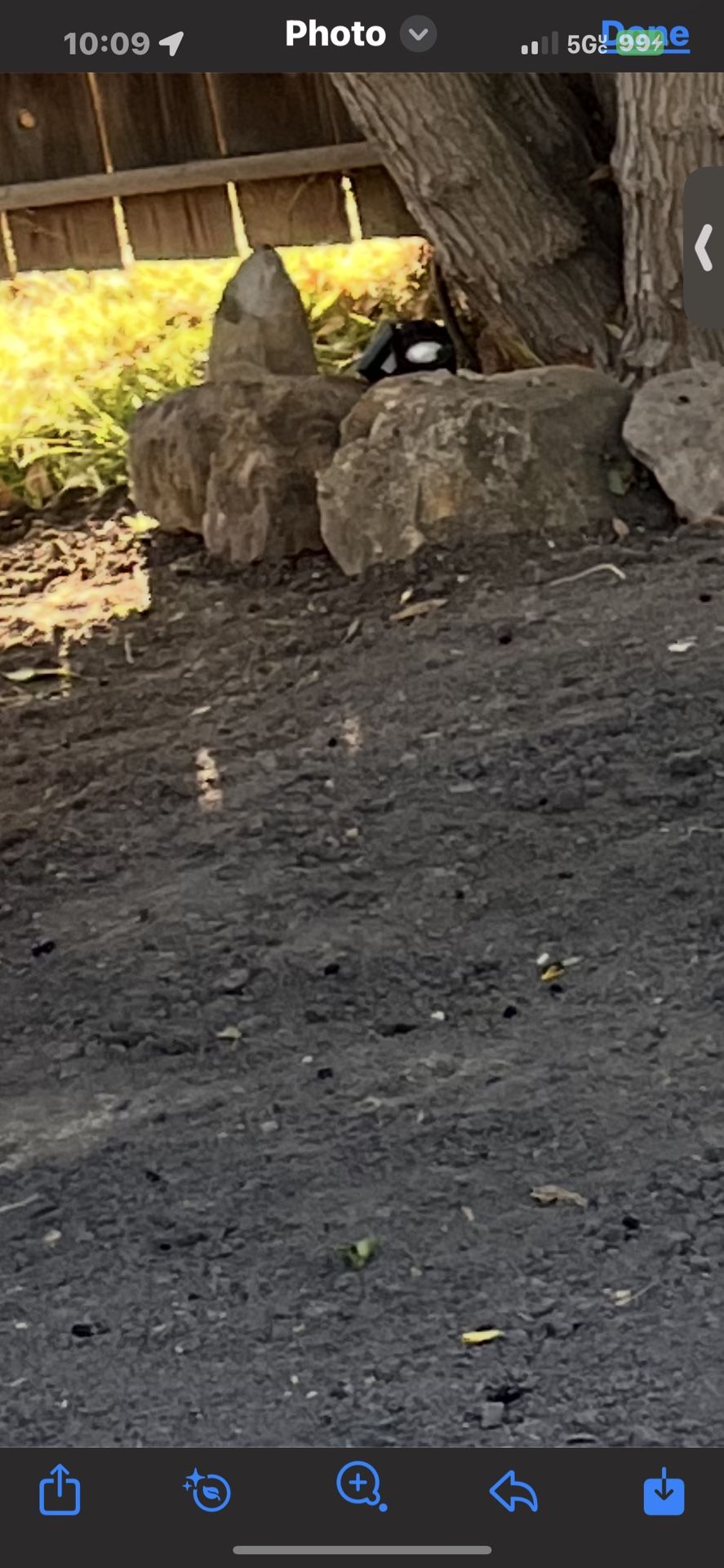 Free Clean Dirt!!