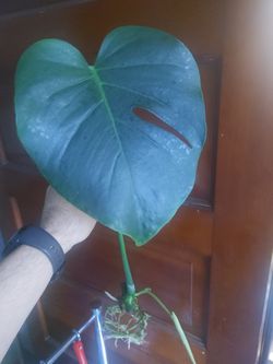 Monstera plant