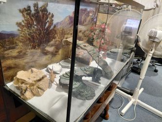 Lizard tank