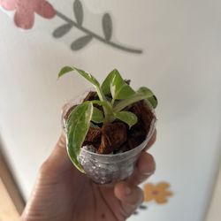 Philodendron White Princess #1