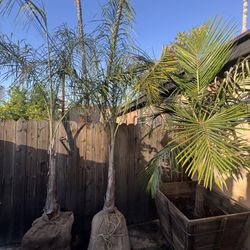 Mature Queen Palms (10–14 ft) – Healthy, Burlap Wrapped – total of 3 Available
