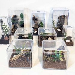 Jumping Spider Enclosures