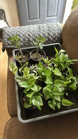 Assorted plant ( corona cristo, mother of thousands, jewel of opal)