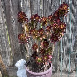 Big Pot With Red Succulents 