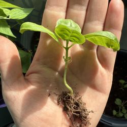 Oregano Seedling Starter