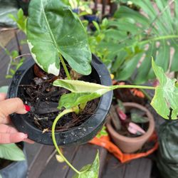Alocasia Odora Variegated 