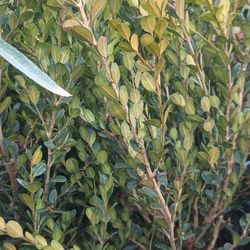 Boxwood Japanese Plants.