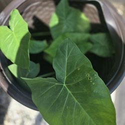 Elephant Ear Plants