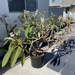 Beautiful Mature Plumeria Tree- Pink Blooms