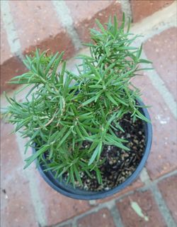 Organic Rosemary plant in 1-gal pot