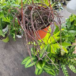 Bundle of Sticks Plant In a 6"pot 