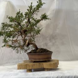 Bonsai, Shimpaku - Juniper Chineses 