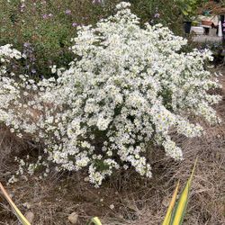 Olearia Nernstii