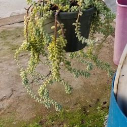 Planta