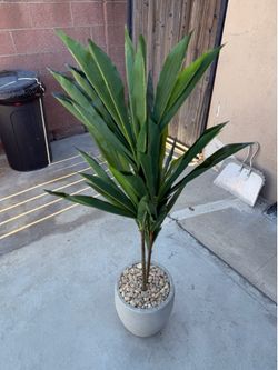 Palm Tree Plant- $30