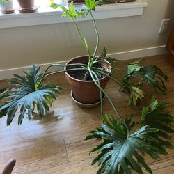 Large Monstera Plant With Ceramic Pot