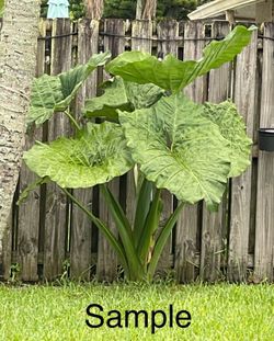 5 Bare Root “Giant Taro” Colocasia Elephant Ear Plants