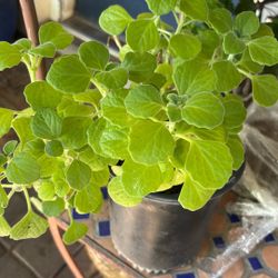 These beautiful plant is easy to keep partial sun and needs to take care in summer with a little bit more of shade