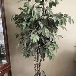 6’ Artificial Ficus Tree