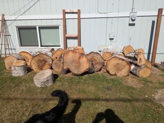 FREE birch wood