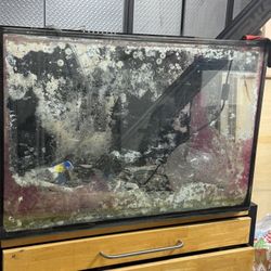 Fishtank Custom Made