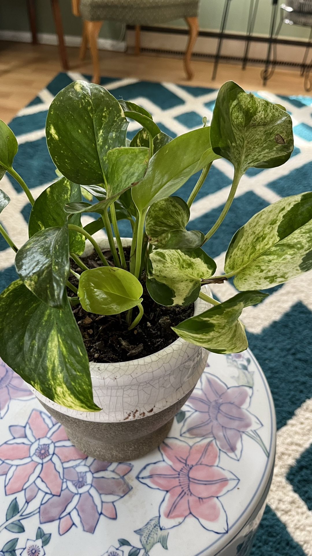 Epipremnum Aureum (mixture Of Golden Pothos And Marble Queen