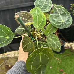 Anthurium Forgetii Plant