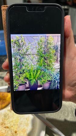 Privacy Screen (outdoor/indoor)