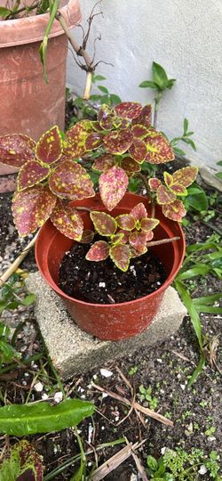 Coleus dip in wine plant