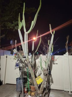 Cactus