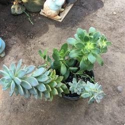 Assorted Plants