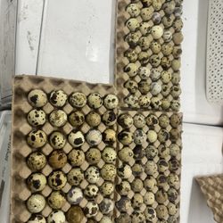 Quail Eggs 