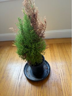 2ft monterey cypress