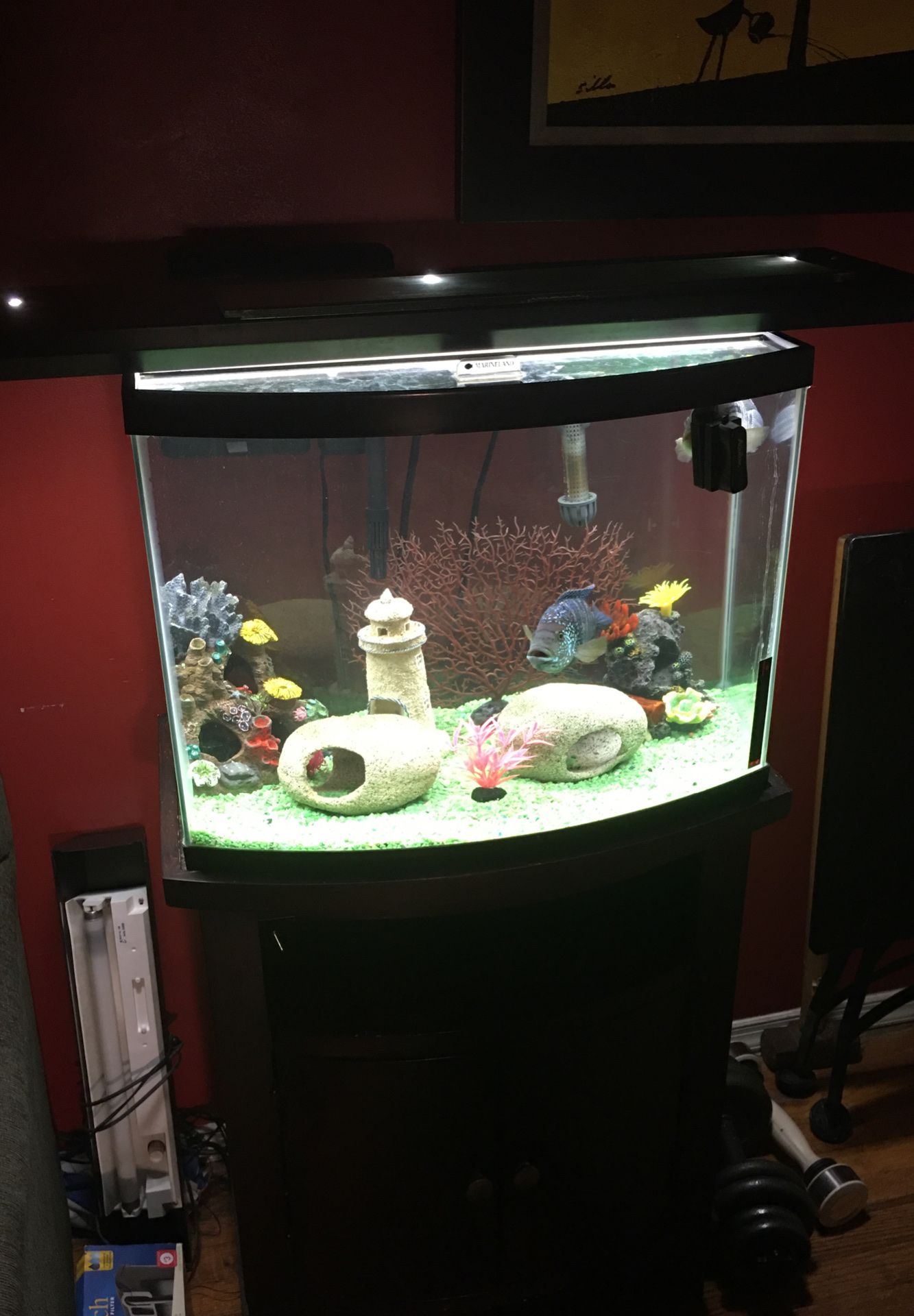 Fish tank with fish for sale -fish name Oscar