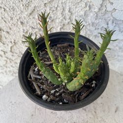 4 Inch Pot Rare Succulent Plant - Medusa Head - Euphorbia Flanaganii - Drought Resistant - Ground Covering Succulent - Yellow Flowers 🪴