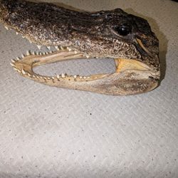 Alligator Head