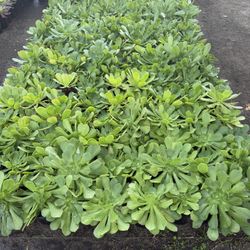 1g Aeoniums $10 each. Various types 