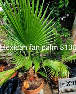 Mexican Fan Palm