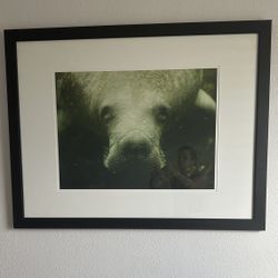 Large Florida Manatee Framed Wall Art Picture