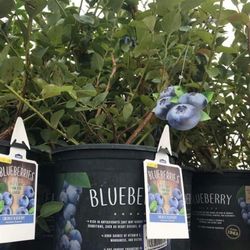 Emerald Blueberry Fully Grown Starter Plant In 2 Gallon Pot
