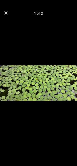Salvinia Minima