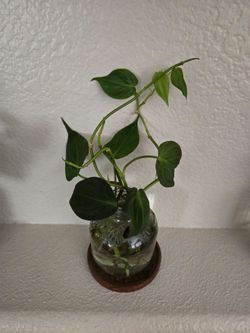 Live Plant mican Philodendron