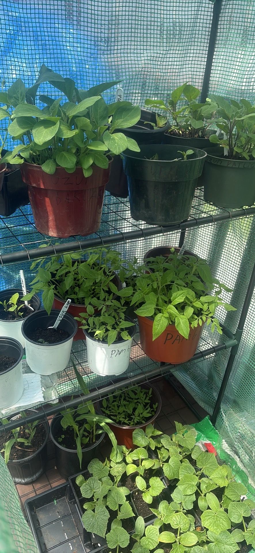 Plants sale cucumbers, peppers eggplant