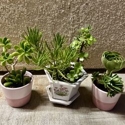 Succulents All 3 For $ 5.00