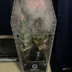 Tarantula Cribs