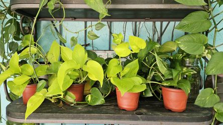 PLANT BLOW OUT SALE!!!