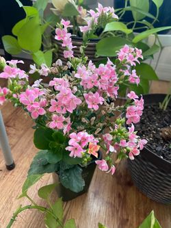 Plants & Flowers