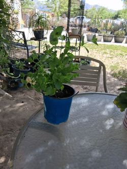 Yerbabuena $6