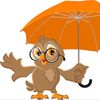 Rainy Owl