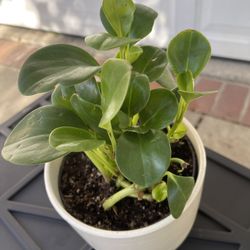 Plant In Ceramic Pot